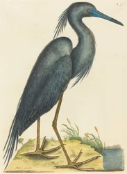 The Blue Heron Ardea coerulea, publikoval 1731-1743.