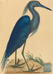 The Blue Heron Ardea coerulea, publikoval 1731-1743.