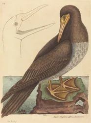 Terej Pelecanus Sula, vydáno 1731-1743.