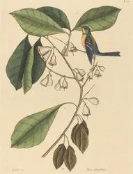 Pěnkava (Parus americanus)