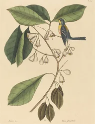 Finch Creeper Parus americanus, publikovaný 1731-1743.