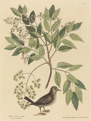 holubice zemní (Columba passerina)