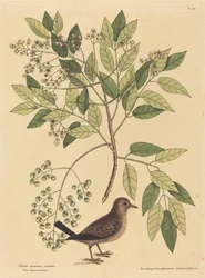 Hrdlička vrabčí Columba passerina, vydáno 1731-1743.