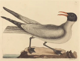 Racek smějící se (Larus articilla)