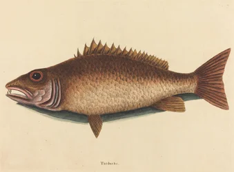 Chňapal mangrovový (Labrus griseus)