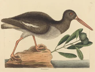 Ústřičník Hoematopus ostralegus, vydaný 1731-1743.