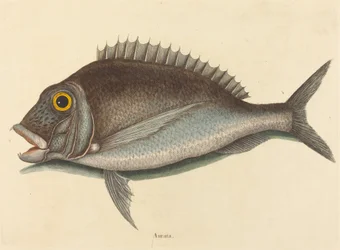 Porgy Sparus chrysops, publikoval 1754.