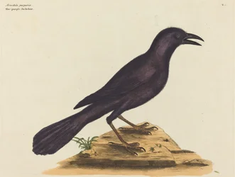 The Purple Jack Daw (Gracula Quiscula)