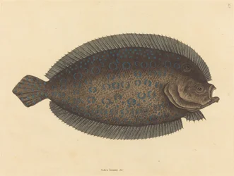 Sole (Pleuronectes lunatus)
