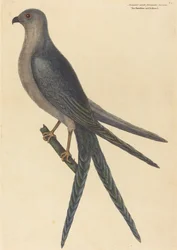 Jestřáb s vlaštovčím ocasem (Falco furcatus)