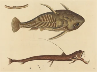 Zmije tlama (Silurus cataphractus)