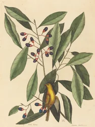 Sýkorka žlutá Motacilla trochilus, vydaná v roce 1754.