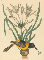 Žlutá a černá straka (Oriolus Icterus)