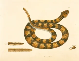 Viper Caudison Snake, Rattlesnake, deska 41, sv. 1, z „Přírodní historie Karolíny, Floridy a Baham“