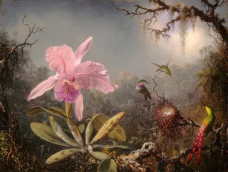 Orchidej Cattleya a tři kolibříci. 1871