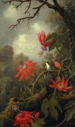 Kolibřík a mučenky, kolem roku 1875-85