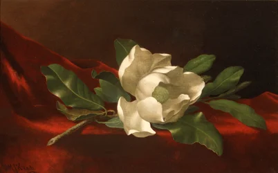 Magnolie, asi 1885-95 (olej na plátně)
