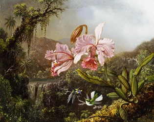 Orchideje a kolibříci v brazilské džungli, kolem roku 1871-72