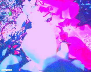 Rosen