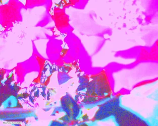 Rosen