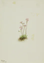 Prvosenka albertská (Primula maccalliana)