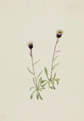 Aleutský blešák Erigeron unalaschensis, n.d.