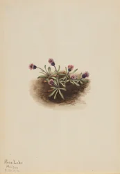 Pcháč alpský (Erigeron unalaschcensis)