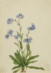 Alpská pomněnka Myosotis alpestris, 1924.