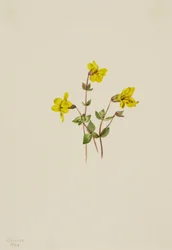 Květ alpské opice Mimulus caespitosus, 1904.
