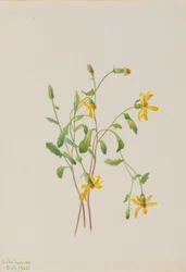 Hadinec alpský (Senecio species)