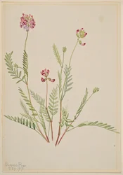 Vachta alpská (Astragalus bourgovii)
