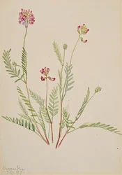 Věta alpská Astragalus bourgovii, 1917.