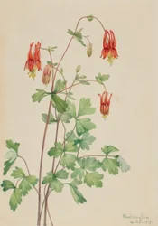Kolumbie americká (Aquilegia canadensis)