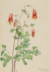 Americká Columbine Aquilegia canadensis, 1919.