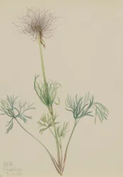 Koniklec americký Pulsatilla ludoviciana, 1920.