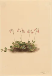 Americká dvouletka (Linnaea borealis americana)