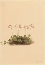 Twinflower americký Linnaea borealis americana, 1902.