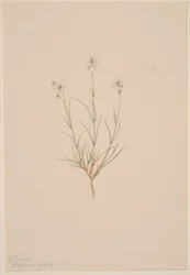 Pískovec Formosa, 1904.