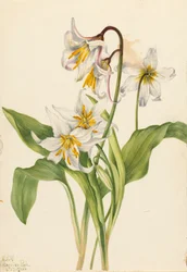 Avalanche Lily Erythronium montanum, 1925