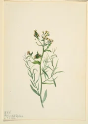 Ropucha bastardova (Comandra pallida)