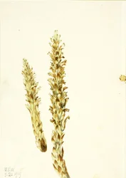 Kukuřice medvědí (Conopholis americana)