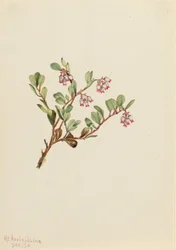 Medvědice lékařská (Arctostaphylos uva-ursi)