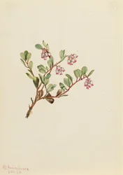Bearberry Arctostaphylos révový medvěd, 1916