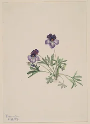 Fialka ptačí (Viola pedata)