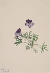 Ptačí violka Viola pedata, 1917.
