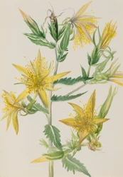 Planoucí hvězda Mentzelia laevicaulis, ca. 30. léta 20. století.