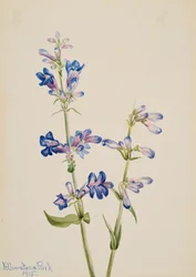 Blue Beardtongue Penstemon, 1915.