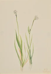 Bažinný asfodel, Tofieldia intermedia, 1920.