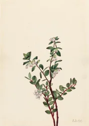 Ostružiník bedrníček (Gaylussacia brachycera)