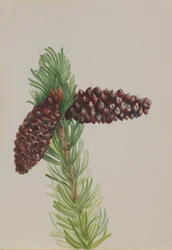 Štětinatá borovice (Pinus aristata)